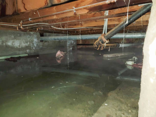 Best Professional water damage repair  in Iron Mountain, MI